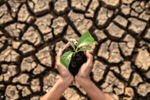 Home - boy are stand holding seedlings are dry land warming world scaled