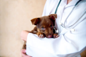 Home - doctor veterinarian examining dog scaled
