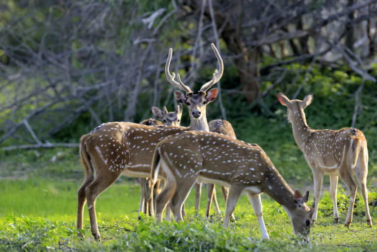 News - wild spotted deer 2021 08 26 15 55 33 utc